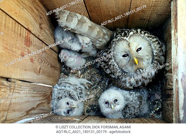 Ural Owl female on the nest with chicks, Ural Owl, Strix uralensis