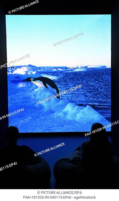 26 October 2018, Bremen: Two employees of the Ìberseemuseum watch a film about emperor penguins in the exhibition ""Antarctica""