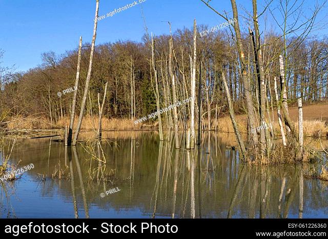 Beaver habitat around a small lake in Southern Germany at winter time