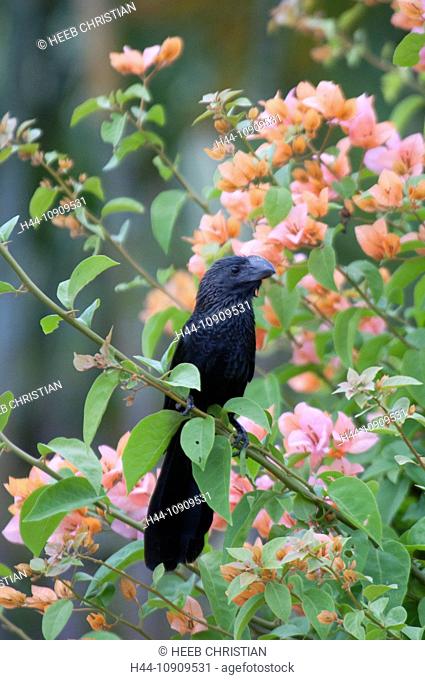 Bird, Altos de Chavon, La Romana, Dominican Republic, Caribbean, flowers