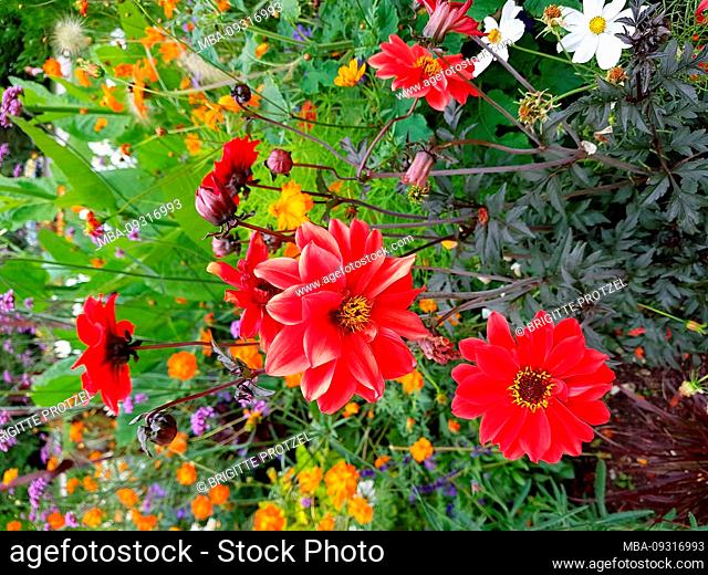 Flowerbed in the summer