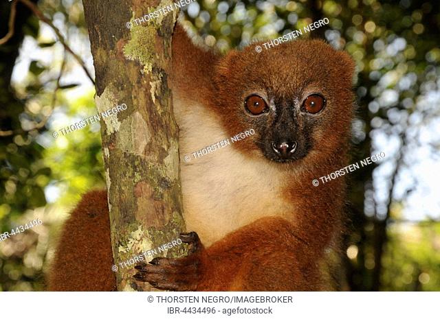 Red-bellied lemur (Eulemur rubriventer), Rainforest, Ranomafana, Southeast, Madagascar
