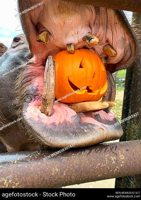 Hoover, a 20 year-old, 1.8 tonne, male, common hippopotomus (Hippopotamus amphibius), bites down on a giant, carved pumpkin at Whipsnade Zoo