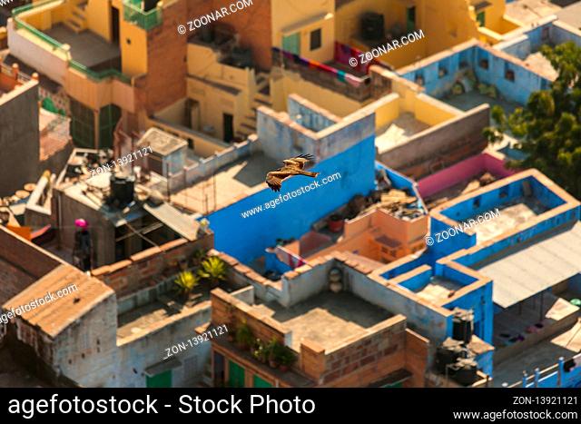 Top view of the roofs of the blue city of India