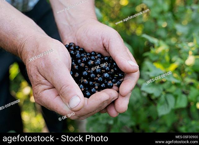 Hands of farmer holding black currant berries
