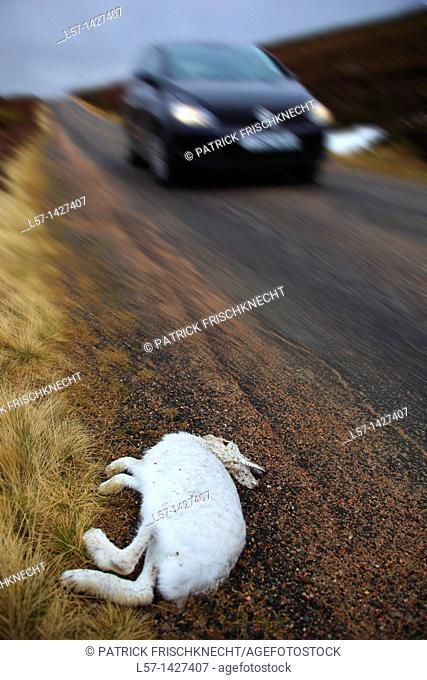 run over Mountain Hare, Scotland