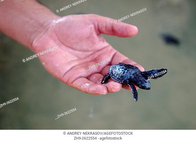 Bbaby turtle in the handbreadth - Pacific ridley sea turtle, olive ridley sea turtle or Olive Ridely (Lepidochelys olivacea) swim in the shallow waters