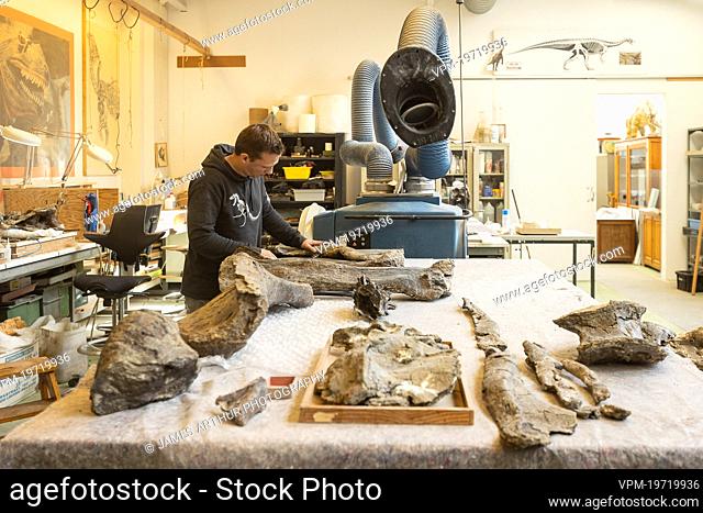 Paleontologist Koen Stein pictured during a visit to the Natural Sciences Museum in Brussels, Wednesday 09 March 2022. The preparations of the Diplodocus Dan...