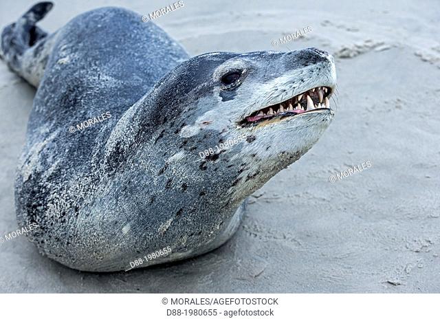Falkland Islands , Saunders island , Leopard Seal ( Hydrurga leptonyx ) on the beach , mouth open