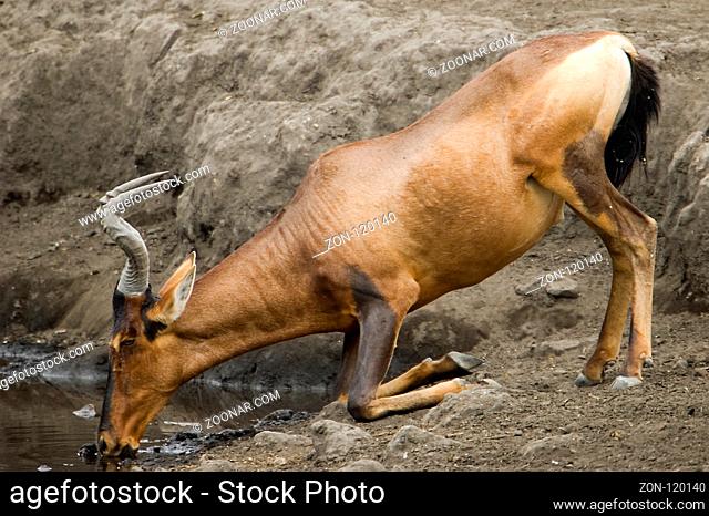 A hartebeest is drinking at a waterhole in the etosha nationalpark in namibia