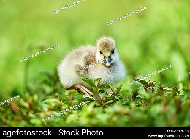 white-fronted goose chick (anser albifrons) lies in a meadow, bavaria, germany