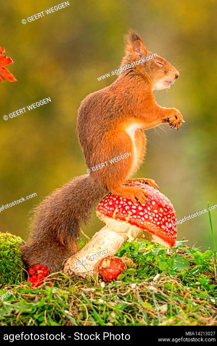 red squirrel standing on mushroom with closed eyes