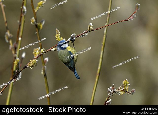 Blue Tit- Parus caeruleus, feeds on Willow-Salix. Uk