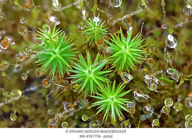 Common haircop moss (Polytrichum commune), dew drops, Emsland, Lower Saxony, Germany