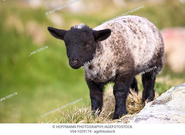 Black baby lamb in Ireland