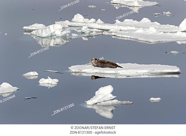 Bartrobbe auf einer Eisscholle, Spitzbergen, Norwegen, Europa / Bearded Seal or Square Flipper Seal on an ice floe, Spitsbergen, Norway