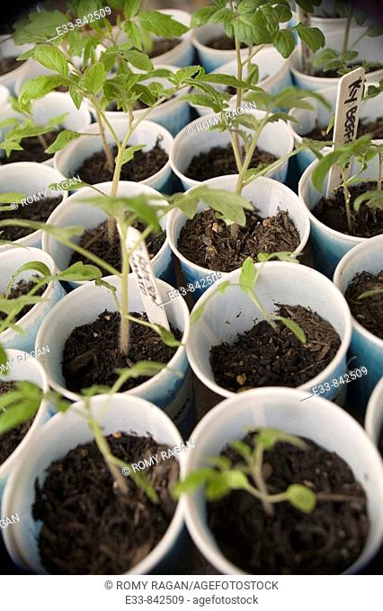 Organic heirloom tomato seedlings waiting to be planted in the ground