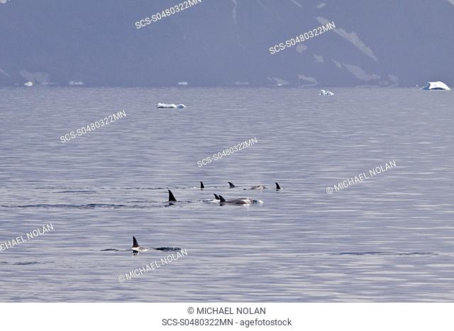 A large pod of about 24 Type B Orca Orcinus nanus encountered at 63° 47S 57° 17W just north of Devil's Island on the eastern side of the Antarctic Peninsula