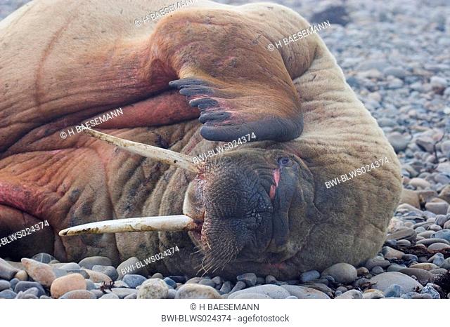 walrus Odobenus rosmarus, lying on beach