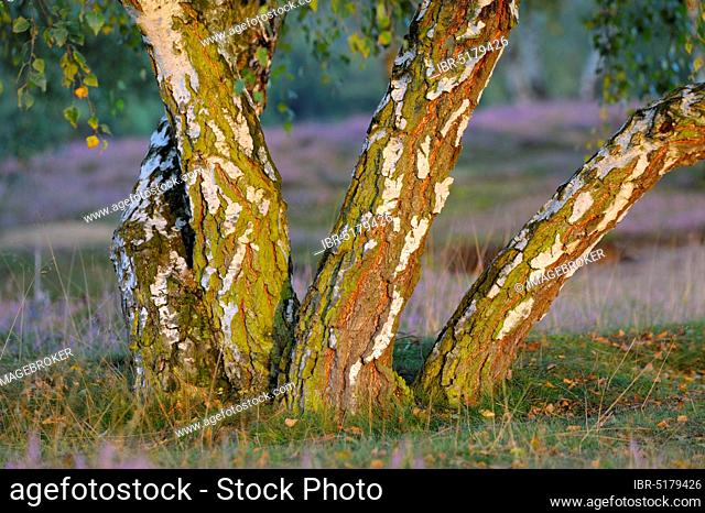 Weeping birch, silver birch, birch trunks in morning light, August, NSG Westruper Heide near Haltern, North Rhine-Westphalia, Germany, Europe