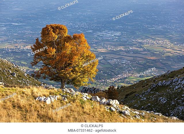 A lonely beech at Pizzoc Mount, Venetian Prealps, Fregona, Treviso, Italy