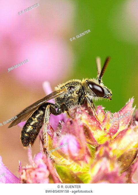 Common Green Furrow-Bee (Lasioglossum morio), Male foraging on Breckland Thyme (Thymus serpyllum), Germany