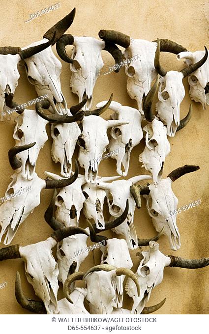 Artistic arrangement of Cattle Skulls. Texas Motif. Marathon. West Texas. Texas, USA