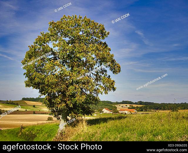 solitary sweet chestnut, Castanea sativa, tree near Sadillac, Dordogne Department, Nouvelle Aquitaine, France
