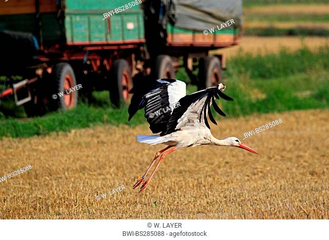 white stork (Ciconia ciconia), flying over stubble field, Germany