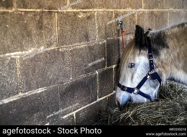 White Cob horse standing in stable, eating hay