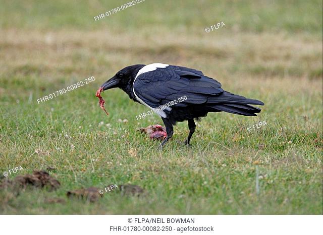Pied Crow Corvus albus adult, feeding on dead bird, Kenya, october