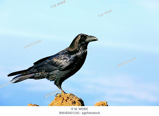 common raven (Corvus corax), stands on a stone, Canary Islands, La Palma, Caldera Taburiente National Park