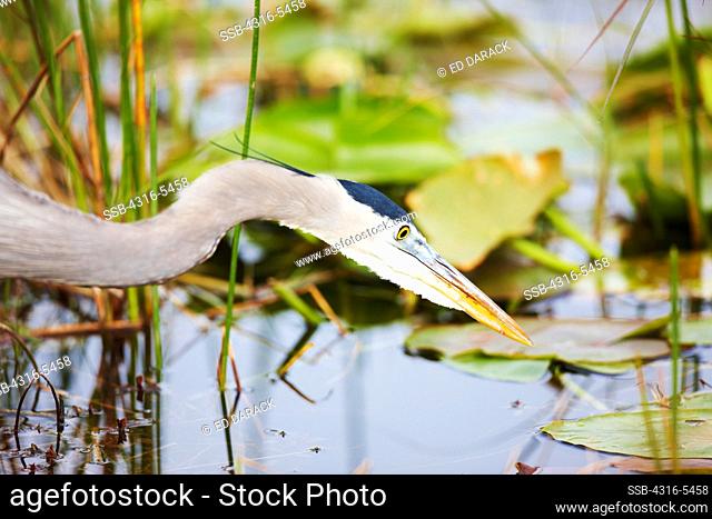 Close-up of a Great Blue heron (Ardea herodias), Everglades National Park, Florida, USA