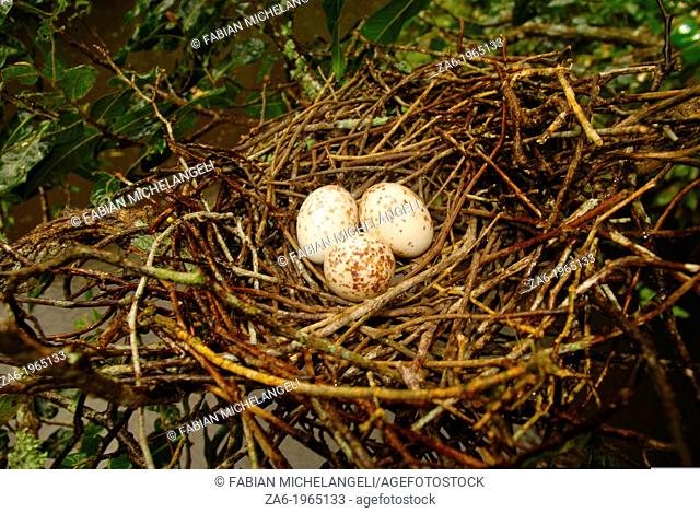 Eggs of Hoatzin (Opisthocomus hoazin) on nest, Venezuelan plains