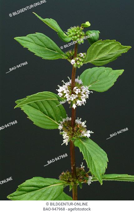 Medicinal plant Peppermint, Pfefferminze, Mentha piperita, Menta piperina