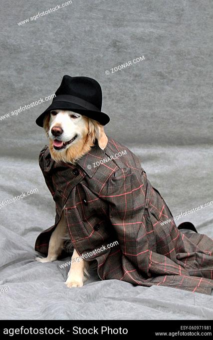Labrador mit Hut und Mantel