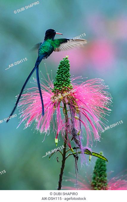 Red-billed Streamertail (Trochilus polytmus), a common and widespread endemic hummingbird from Jamaica, flying in front of a beautiful pink tropical flower