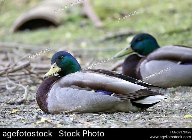 RUSSIA, MOSCOW - MAY 18, 2023: Ducks are seen by Moscow's Borisovo Ponds. On May 18, Moscow Mayor Sergei Sobyanin ordered to impose restrictions in Moscow's...
