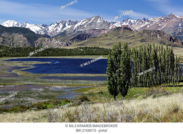 Poplars, the Chilean Andes at the back, on the Rio Chacabuco river, Cochrane, Region de Aysen, Patagonia, Chile, South America, America