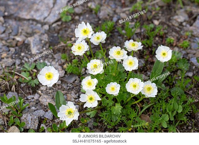 Alpine Buttercup (Ranunculus alpestris), flowering plant. Hohe Tauern National Park, Carinthia, Austria