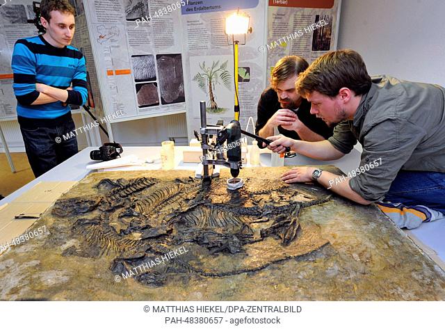 Paleontologists Frederik Spindler (C), Christen Shelton (R) and Nico Schendel (L) take a bone sample from the world's only fossil of a Pantelosaurus