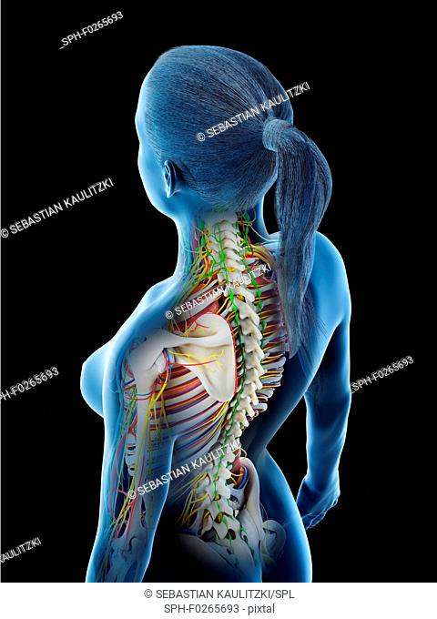 Female anatomy, computer illustration