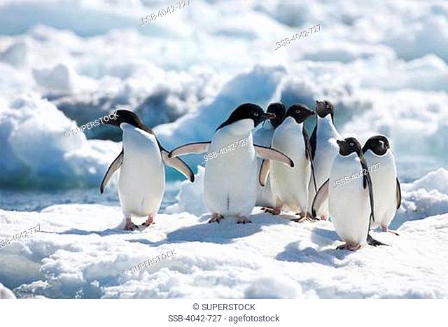 Adelie penguins Pygoscelis adeliae on pack ice, Paulet Island, Antarctic Peninsula, Antarctica