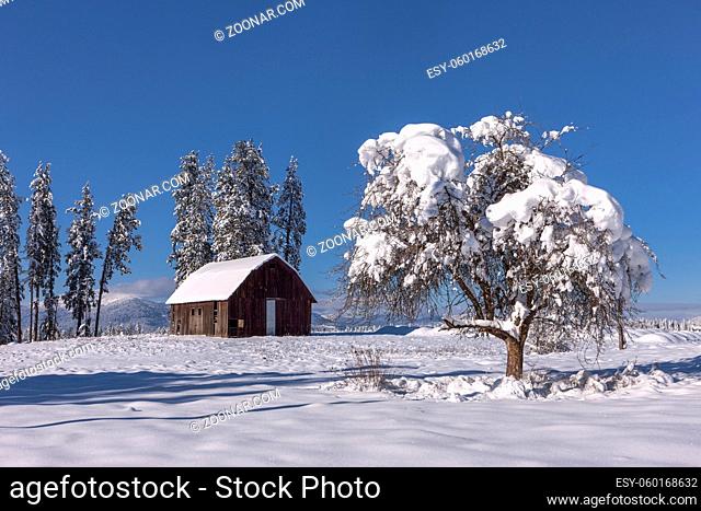 A snow covered tree stands in he foreground and a barn in the background on a clear day north of Hayden, Idaho
