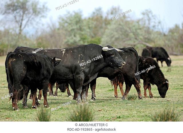 Spanish Cattle, bulls, Camargue, Provence, Southern France