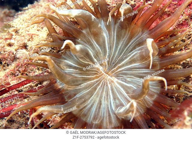 Mouth of a sea anemone in Brittany, France