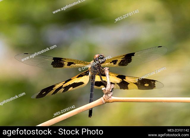 Common picture wing (Rhyothemis variegata) perching outdoors