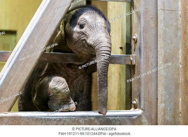 11 December 2019, Saxony-Anhalt, Halle: Born in September, the elephant girl in Halle Zoo stretches her head out of the elephant enclosure after being...