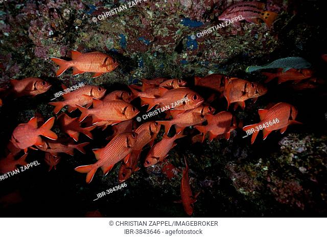 School of Pinecone Soldierfish (Myripristis murdjan), Cocos Island, Costa Rica
