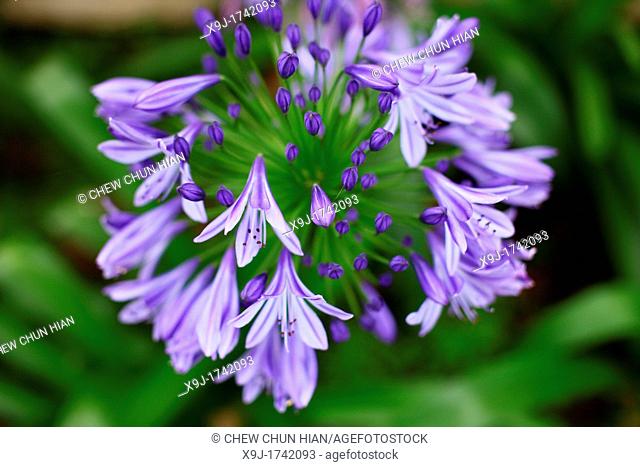 African blue lily Agapanthus